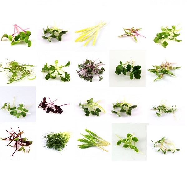 Ochutnávacia sada 30 druhov semien na microgreens